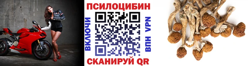 купить  цена  Данков  Галлюциногенные грибы Psilocybine cubensis 